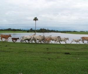 La Graciela Lake in Aguazul.  Source: aguazul-casanare.gov.co